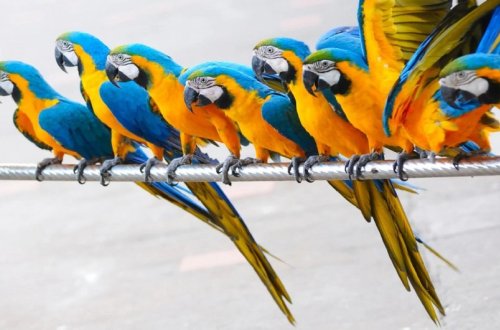 Bakıda zoomağazadan 8 tutuquşu oğurlanıb