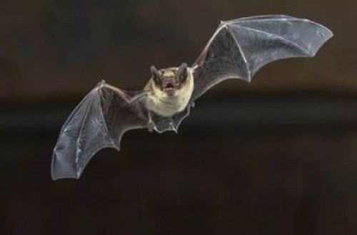 Yarasalarda yeni virus tapılıb