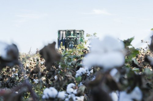 Pambıqçılıq-2022: Tədarük məntəqələrinə 285 min tondan çox pambıq təhvil verilib