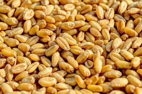 Misir Əmtəə Birjasında Rusiya buğdasının tədarükü üçün 18 müqavilə bağlanıb