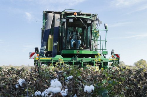Bugünədək tədarük məntəqələrinə 295 min tondan artıq pambıq təhvil verilib
