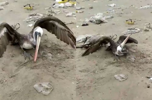 Peruda minlərlə ölü quş tapıldı: İnsanlara xəbərdarlıq edildi - VİDEO