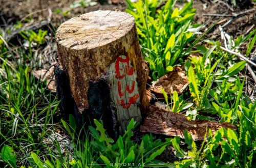 Bu il qanunsuz ağac kəsmə faktı üzrə 173 cinayət işi başlanılıb