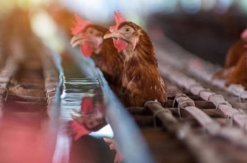 Quş qripi yaponlar üçün təhlükəyə çevrilib: Milyonlarla toyuğu məhv etdilər