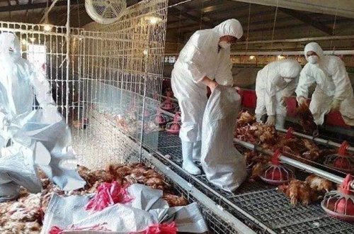 Tayvanda 8599 toyuq məhv edilib