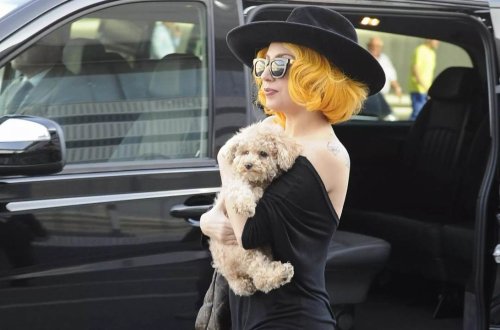 Ledi Qaqanın itlərini qaçıran şəxs 21 il müddətinə azadlıqdan məhrum edildi