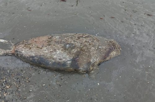 Xəzərin Azərbaycan sahillərində daha 4 suiti cəsədi aşkar olunub