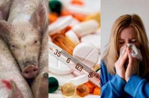 Rusiyada donuz qripi virusu yayılıb