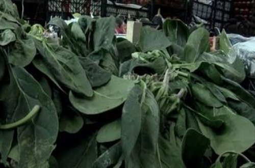 Avstraliyada maraqlı hadisə: Zəhərli ispanaqlar hallüsinasiyalara səbəb oldu