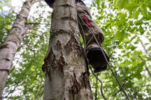 Qaxda ağacdan yıxılan kişi öldü