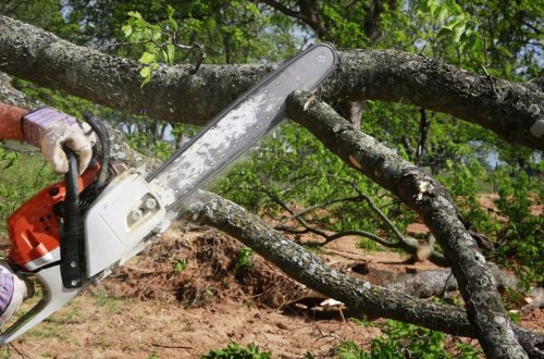 Azərbaycanda 4 ərazidə qanunsuz ağac kəsilmələri ilə bağlı cinayət işi başlanılıb