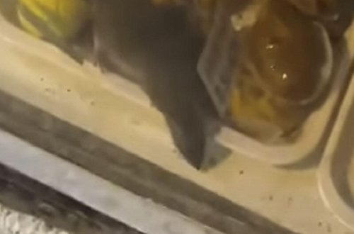 Bakıda şirniyyat mağazasında siçovul gəzir - VİDEO