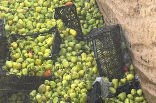 İrandan gətirilən bibərdə virus aşkarlandı - Foto