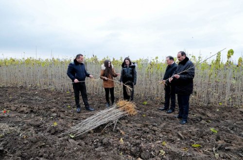 Azərbaycanda yetişdirilmiş 1 milyona yaxın yerli tut tingi fermerlərə paylanıb