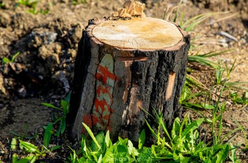 Balakəndə ağaclar qanunsuz olaraq kəsilib, təbiətə 15680 manatlıq ziyan vurulub