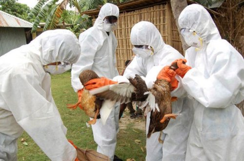 Quş qripi ilə bağlı monitorinqlərin nəticələri açıqlanıb