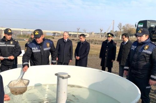 Kür çayına balıq körpələri buraxılıb