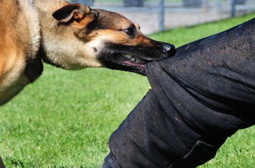İt hücumuna məruz qalan 84 yaşlı qadın öldü