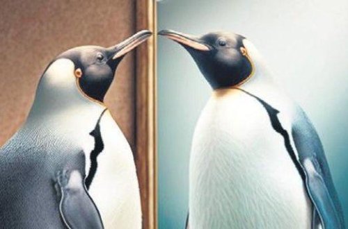 Pinqvinlər güzgülərdə özlərini tanıya bilirlər