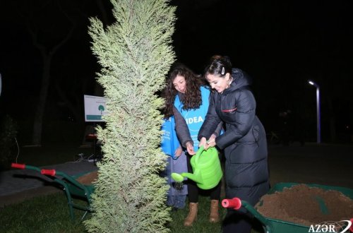 Leyla Əliyevanın təşəbbüsü ilə Bakıda ağacların qeydiyyatı və nömrələnməsi üzrə layihəyə start verilib