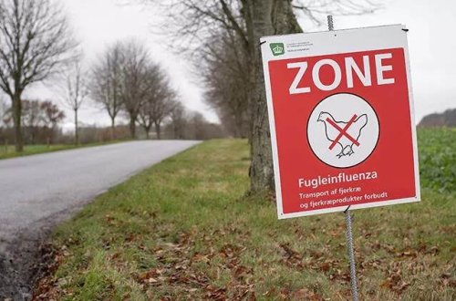 Danimarkada quş qripi xəbərdarlığı : 50 000 toyuq məhv EDİLƏCƏK