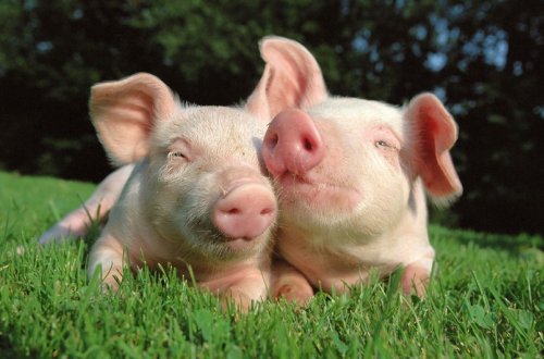 Ermənistanda 2 nəfər donuz qripindən ölüb