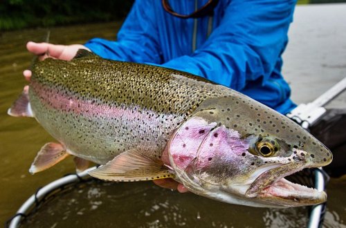 Azərbaycan bir ölkədən alabalıq idxalını kəskin artırıb