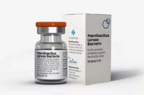 ABŞ Kənd Təsərrüfatı Departamenti arı peyvəndini təsdiqləyib