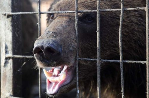 Özbəkistanda zooparkda faciə: Ayı işçini öldürdü