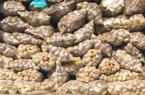 Rusiya və İrandan idxal olunan kartofda karantin tətbiq edilən orqanizm aşkar olunub