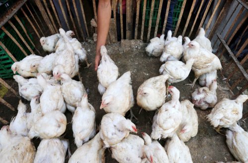 Yaponiyada quş qripinə görə 100 minə yaxın toyuq məhv ediləcək