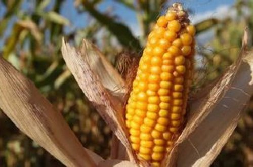 Dünya ərzaq qiymətləri 2022-ci ildə rekord həddə çatıb