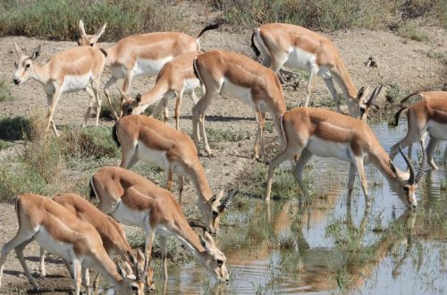 İşğaldan azad edilmiş ərazilərə ötən il 33 baş ceyran buraxılıb