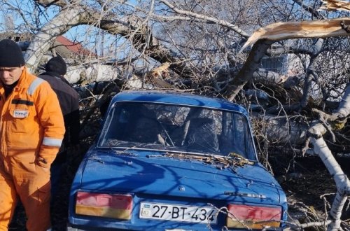 Xaçmazda ağac avtomobilin üstünə aşıb, sürücü xəsarət alıb