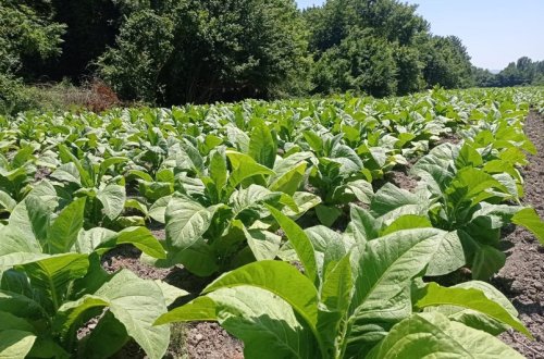 Azərbaycanda tütün əkini sahələrinin azalmasının səbəbi açıqlanıb