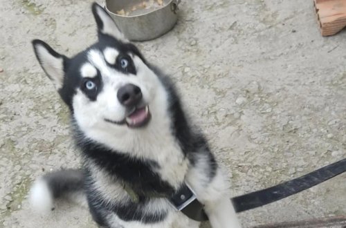 Bakıda xaski itlərinə görə dövlət işçisi saxlanıldı