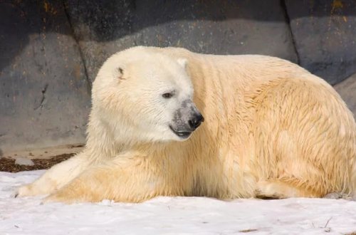 Alyaskada qütb ayısının hücumu nəticəsində 2 nəfər həyatını itirib
