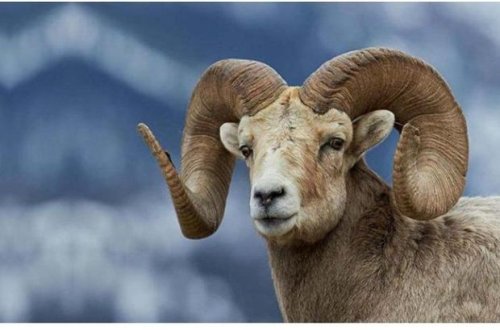 Biləsuvarda qoç yaşlı kişini xəstəxanalıq etdi