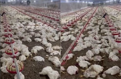 Ərdəbildə qazın kəsilməsi böyük quşçuluq təsərrüfatını məhv etdi - VİDEO