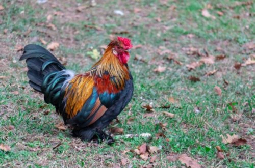 Oğurladığı xoruzu 30 manata satan şəxsə 30 sutka həbs verildi