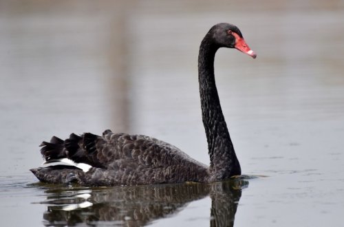 Опасный вирус может уничтожить редкого черного лебедя