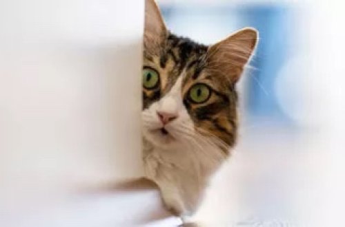 Hollandiyada pişiklərin mikroçip olması tələb olunur