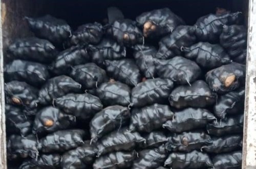 İrandan gətirilən 71 ton kartofda zərərli orqanizm aşkarlandı