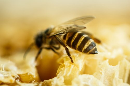 Возможна ли массовая гибель пчел в приграничных с Грузией районах Азербайджана?