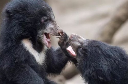 Belçikada təyyarədə qalan 3 ayı soyuqdan ölüb