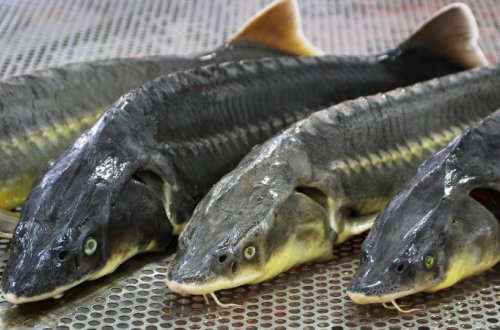 Azərbaycanda bu balığın bir kilosu 120 manata satılır