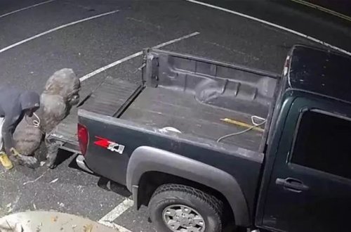 Antikvar mağazasından qorilla heykəli oğurlanıb