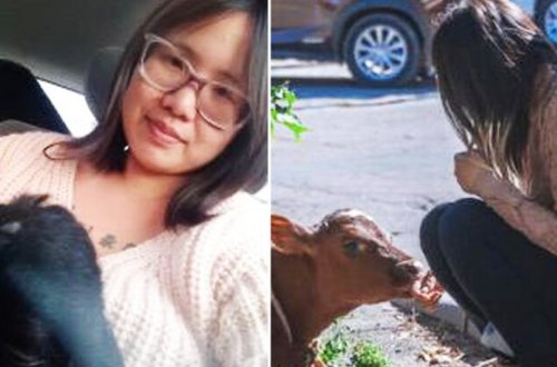 Moskvada Qırmızı meydanda buzovla gəzən ABŞ vətəndaşı saxlanılıb