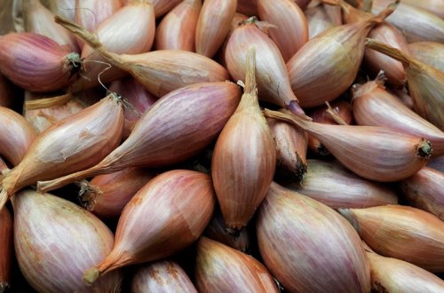 Azərbaycan şalot soğanı idxalını gömrük rüsumundan azad edib