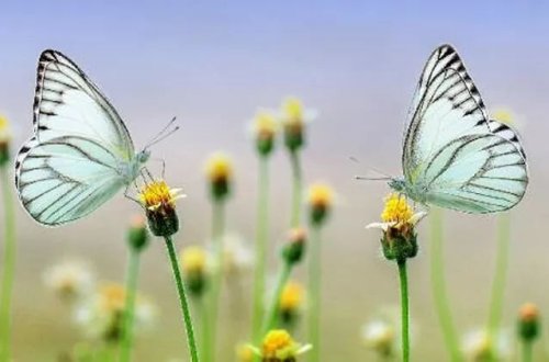 İngiltərədə kəpənəklərin sayı 80 faiz azalıb